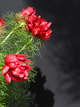 Fern Leaf Peony
