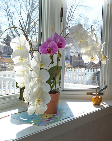 Orchids, White; Pink