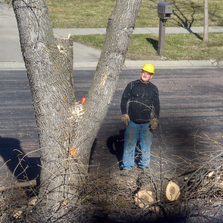 Ash Tree