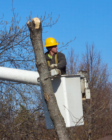 Ash Tree