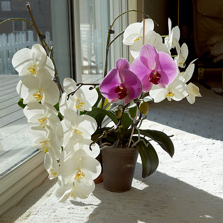 Orchids, White; Pink