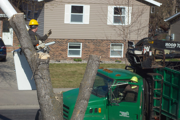 Ash Tree