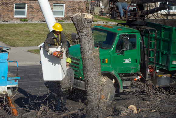 Ash Tree