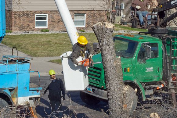 Ash Tree
