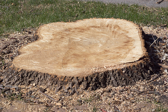 Ash Tree