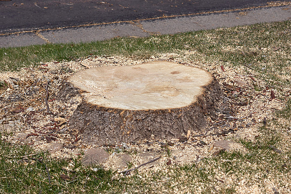 Ash Tree