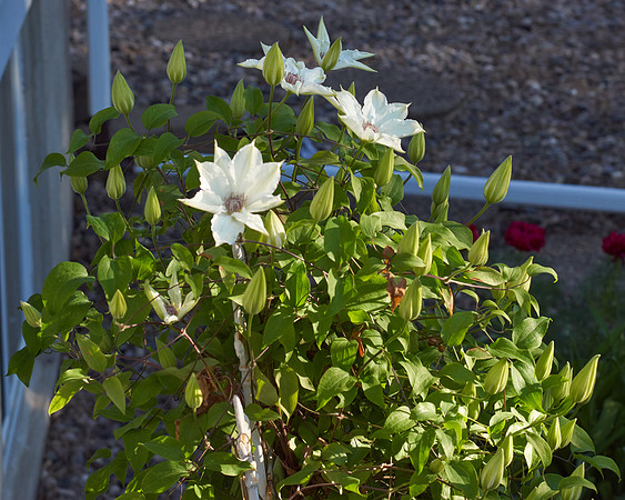 Clematis 'Ninon'