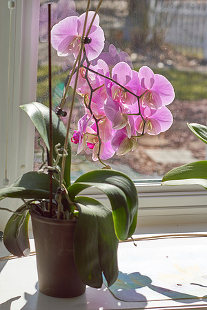 Orchid, Pink