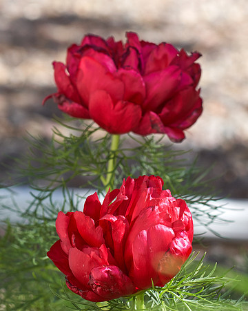Peony, Red