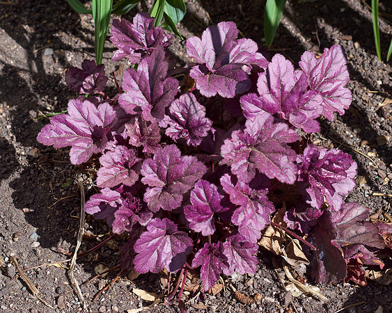 Heuchera 'Wildberry'