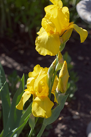 Iris 'Harvest of Memories'