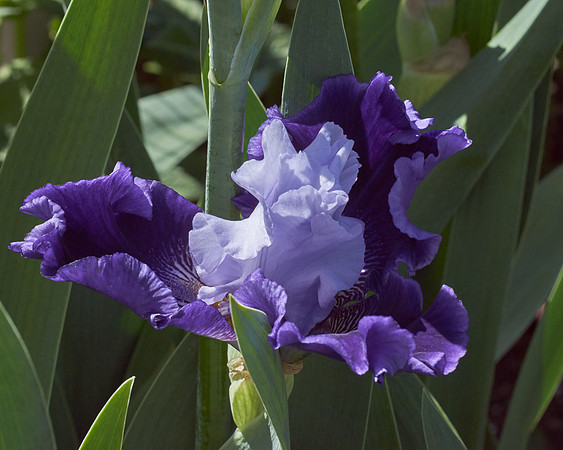 Iris 'World Premiere'