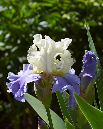 Iris 'Stairway to Heaven'