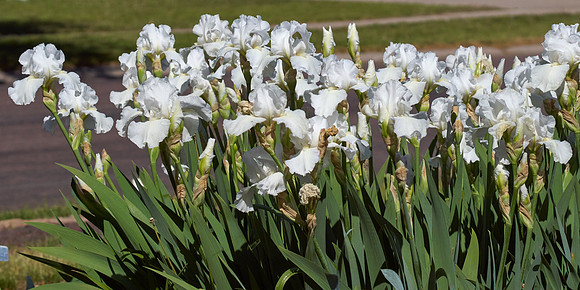 Iris 'Immortality'