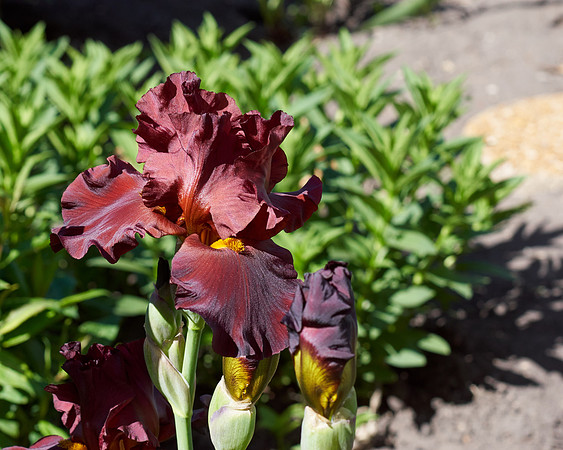Iris 'Infrared'