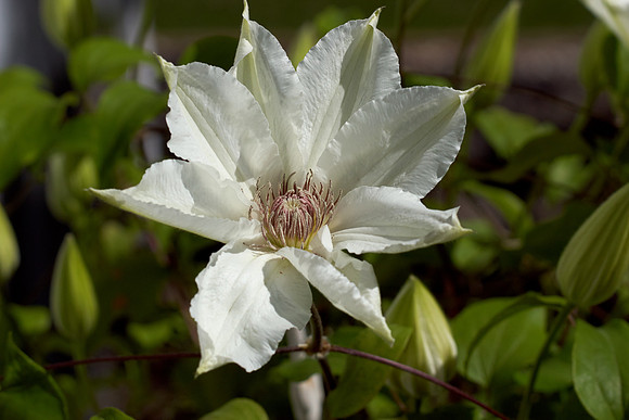Clematis 'Ninon'