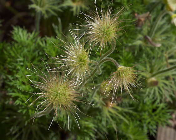 Pasque Flower