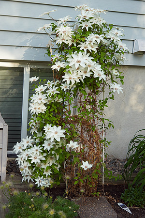 Clematis 'Ninon'