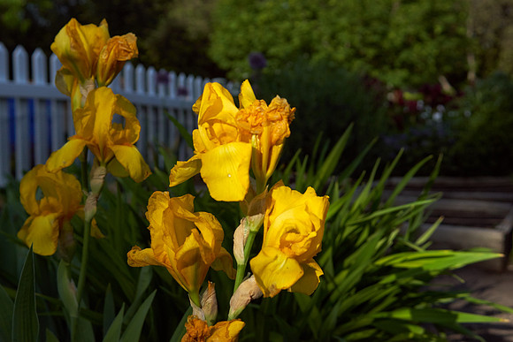 Iris 'Harvest of Memories'