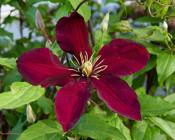 Clematis 'Niobe'