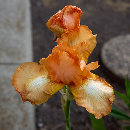 Iris 'Feminine Charm'