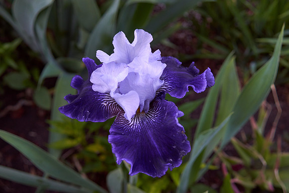 Iris 'World Premiere'