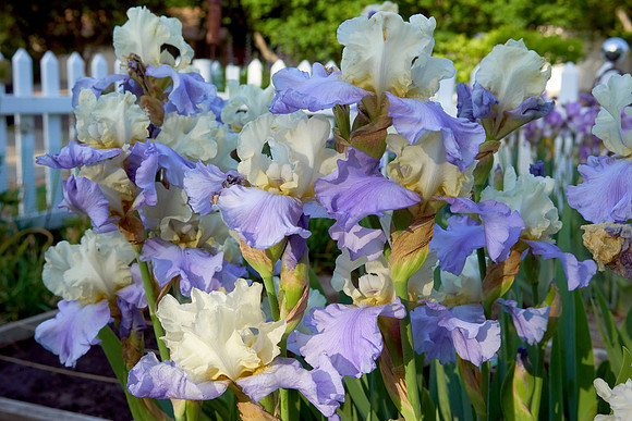 Iris 'Stairway to Heaven'