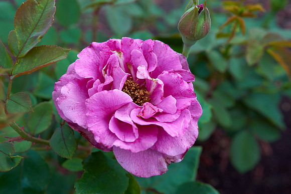 Rose 'Royal Amethyst'