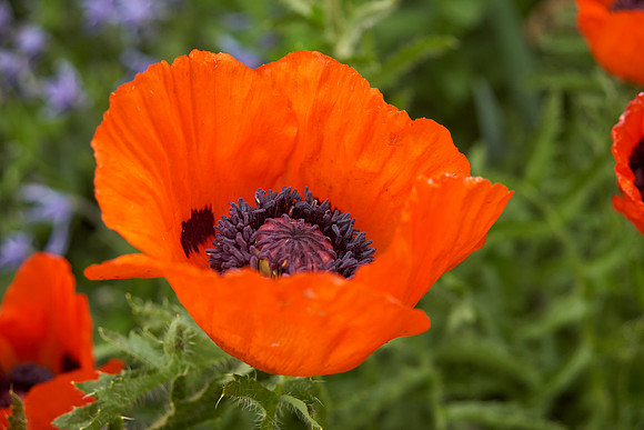 Poppy, orange