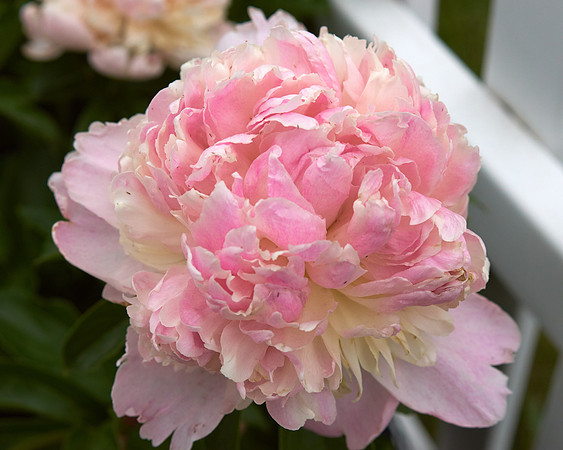 Peony, Pink