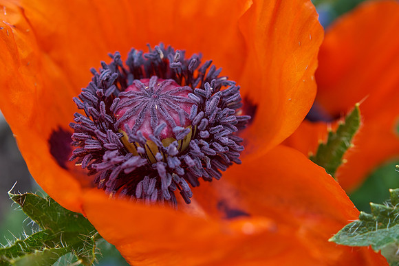 Poppy, orange