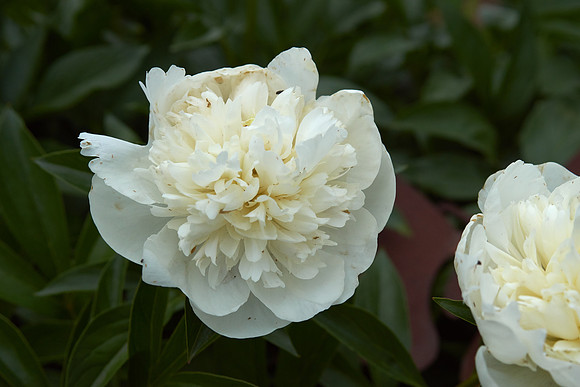 Peony, White