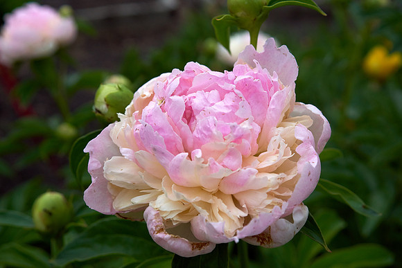 Peony, Pink