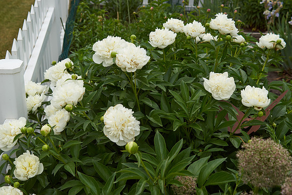 Peony, White