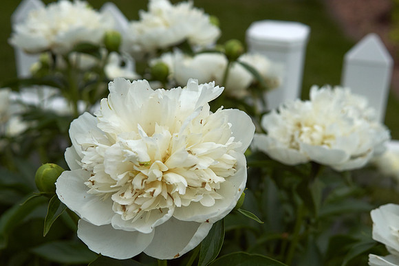Peony, White
