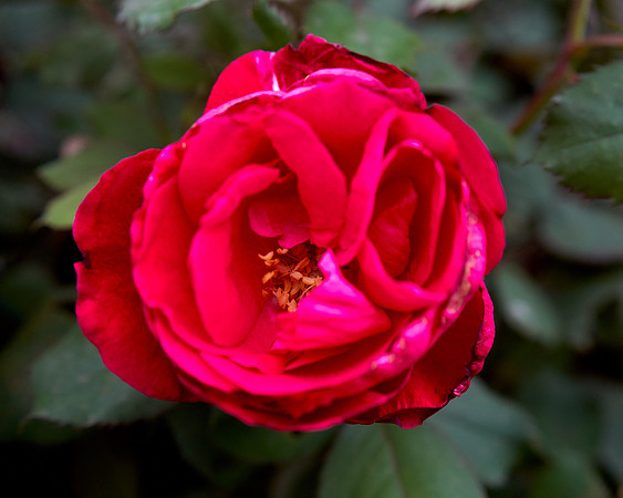 Rose 'Ingrid Bergman'