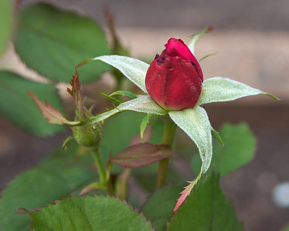Rose 'Ingrid Bergman'