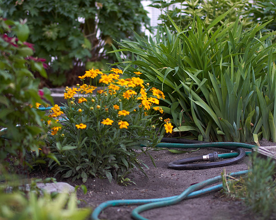 Coreopsis, Jethro Tull