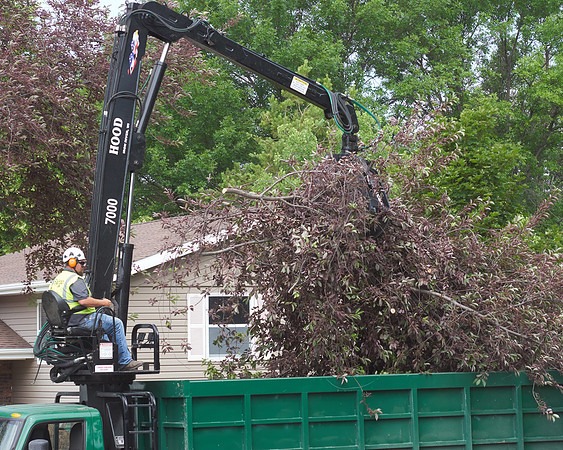 Crabapple Tree