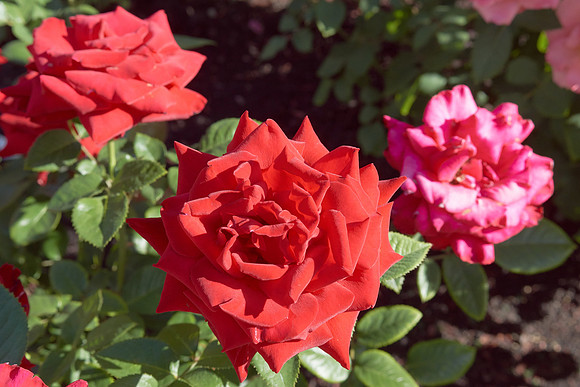 Rose 'Ingrid Bergman'