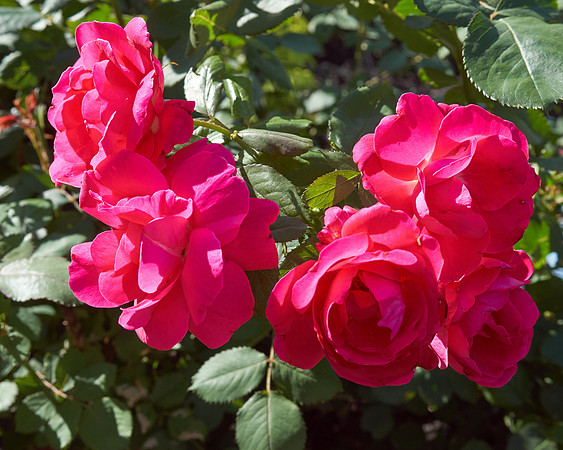 Rose 'Ingrid Bergman'