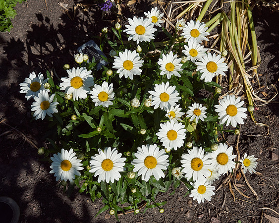 Daisy, Shasta 'Snowcap'