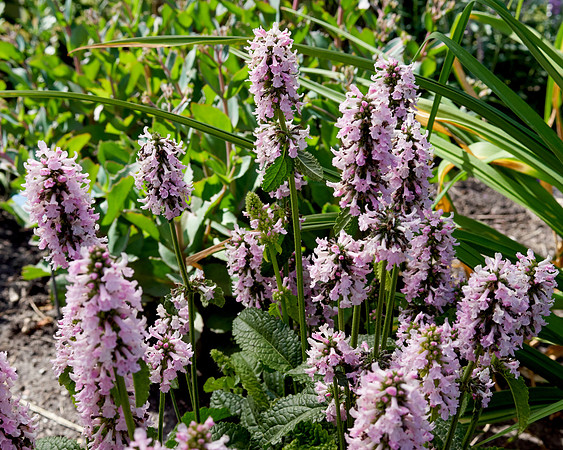 Lamb's Ear 'Hummelo'