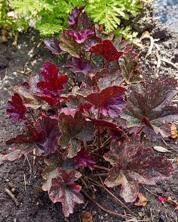 Heuchera 'Midnight Rose'