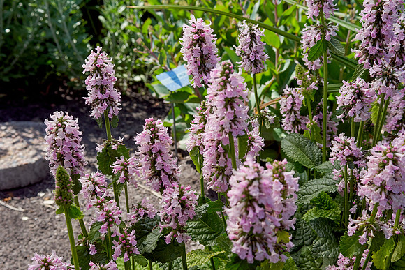 Lamb's Ear 'Hummelo'