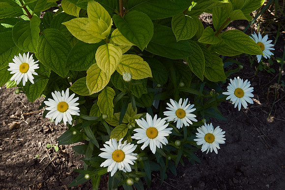 Daisy, Shasta 'Snowcap'