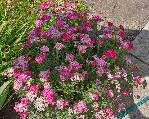 phlox unknown pink