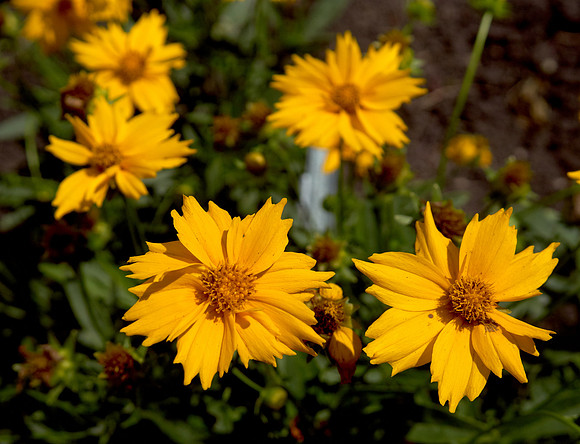 Coreopsis 'Jethro Tull'