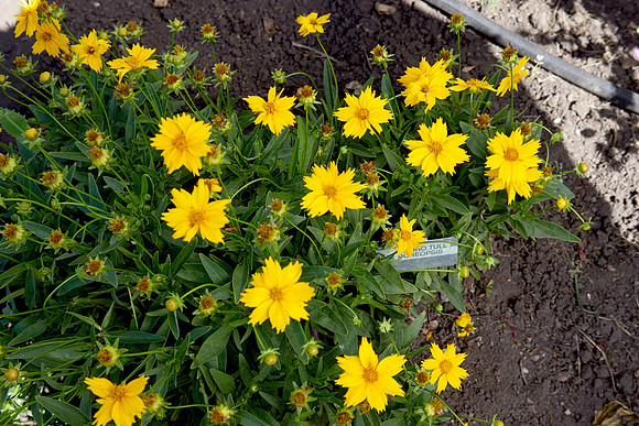 Coreopsis 'Jethro Tull'
