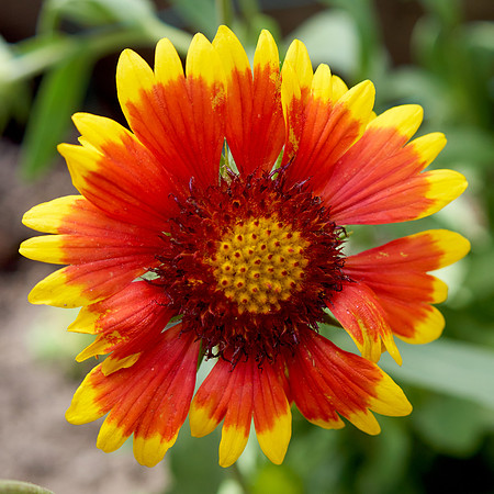 Blanket Flower 'Arizona Sun'